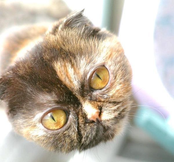 元保護猫・うにちゃん