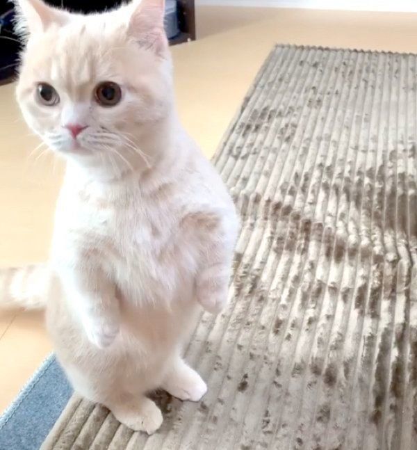 立ち上がるむぎくん