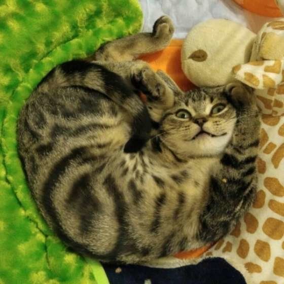 杜阿（とあ）くん