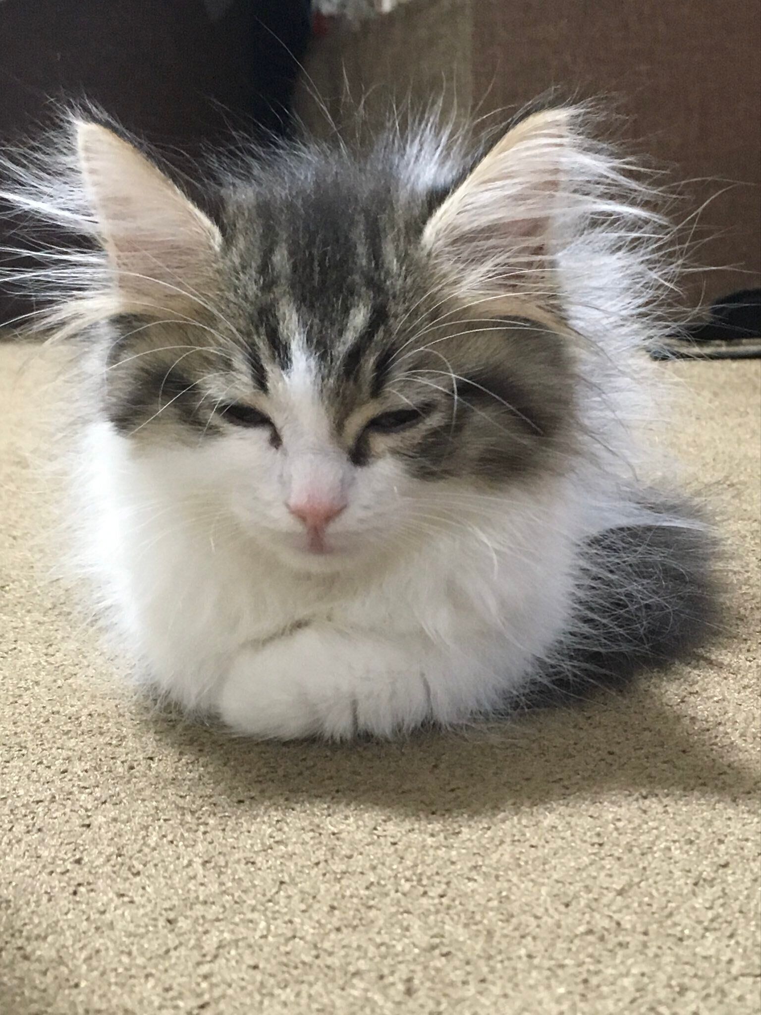 目を細めて座るサイベリアンの子猫