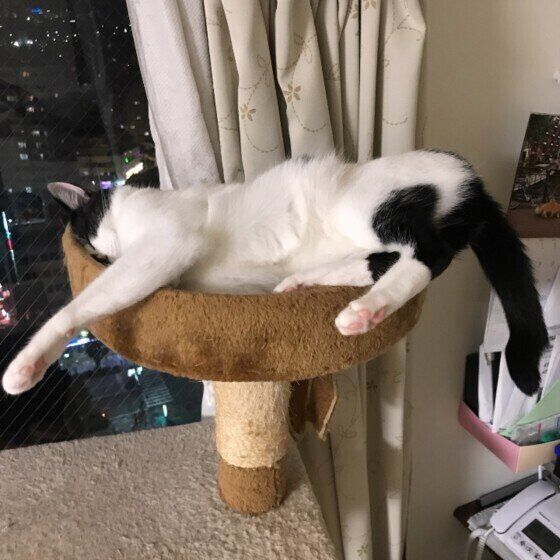 白黒猫のアマジロちゃん