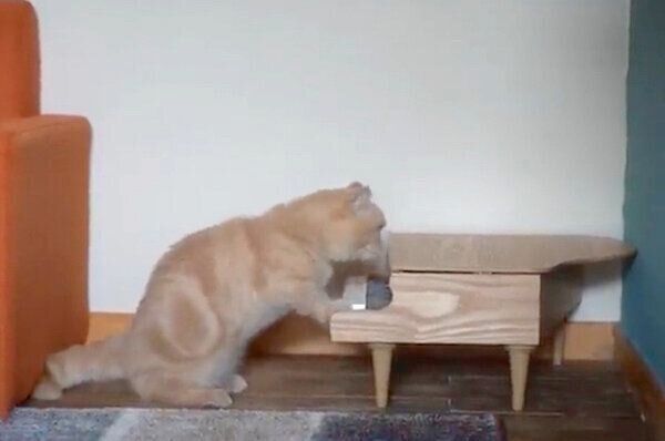 ピアノを触るととろちゃん