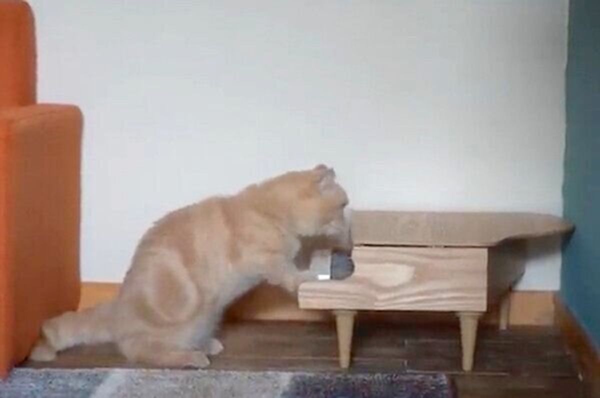 本当に焦りました 誰もいないはずの部屋からピアノの音が 恐る恐る向かうと 愛猫のまさかの姿に驚き ねこのきもちweb Magazine 本当に焦りました 誰もいないはずの部屋からピアノの音が 恐る恐る向かうと 愛猫のまさかの姿に驚き ねこのきもちweb Magazine