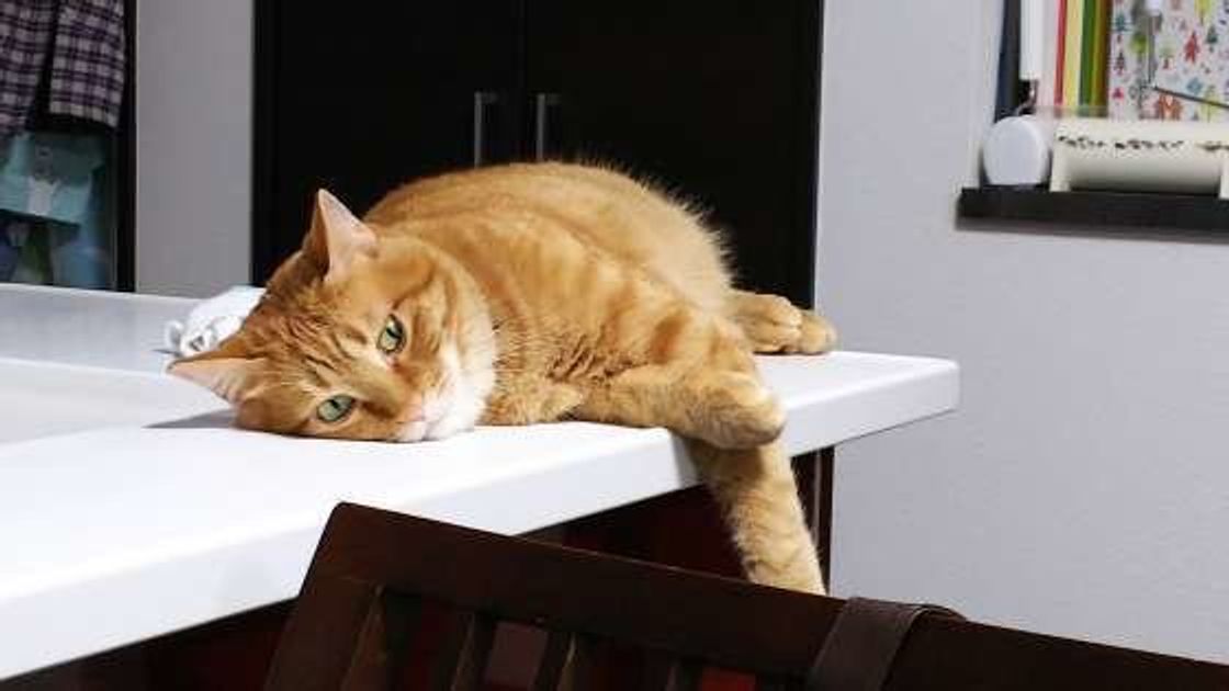 猫が猫トイレで眠るようになったら ちょっと心配な理由とは ねこのきもちweb Magazine 猫が猫トイレで眠るようになったら ちょっと心配な理由とは ねこのきもちweb Magazine