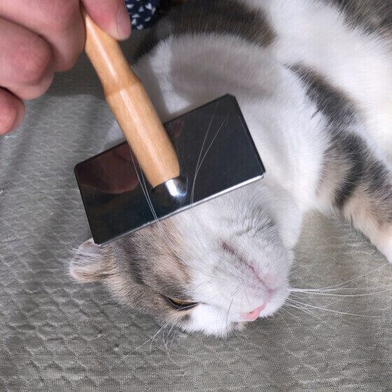 気持ちよさそうにブラッシングされるくうちゃん