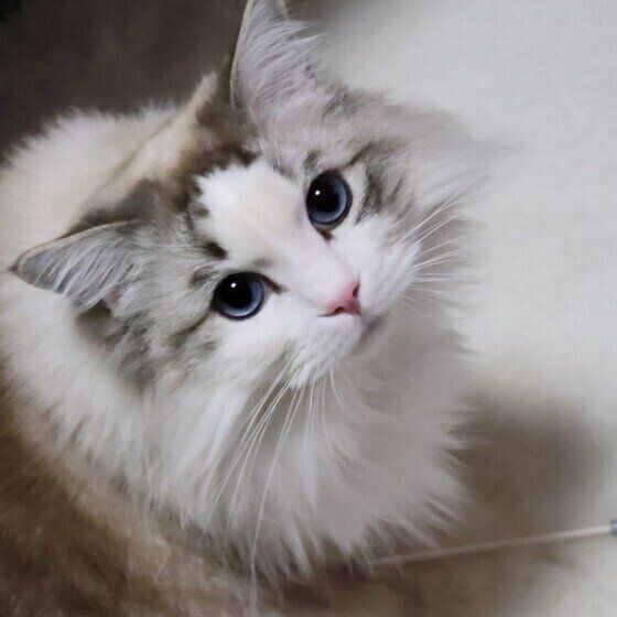 ラグドールのミーくん♪