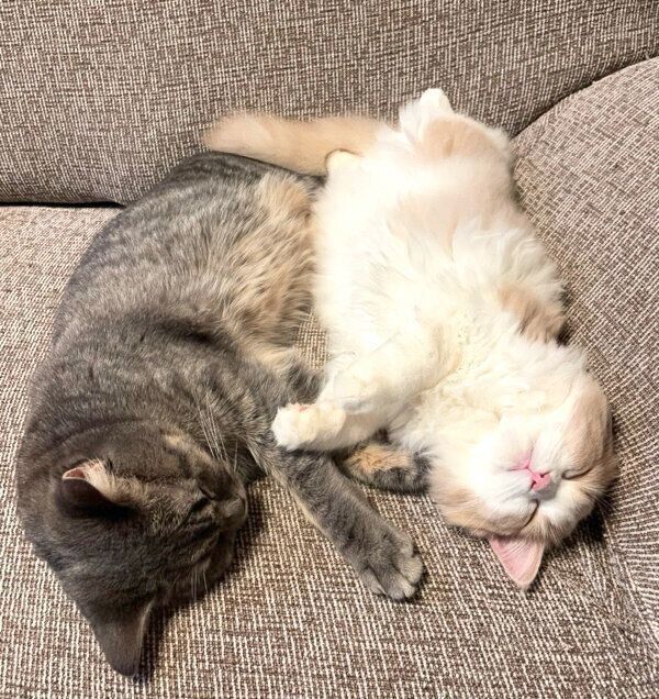 仲良く眠る凛太郎くんと和音ちゃん