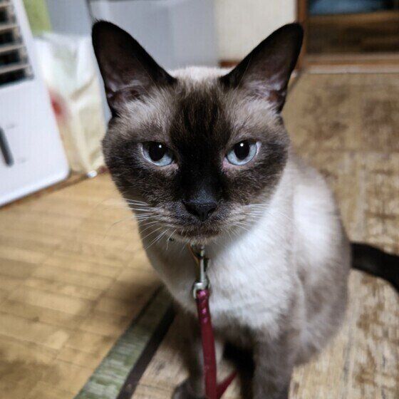 シャムのぎんちゃん