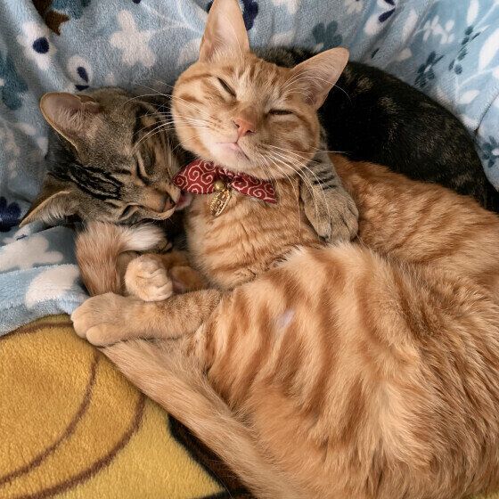 Mix（茶トラ）のうるくんたち♪