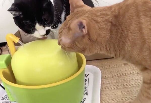 水を飲むポン子ちゃんとドツちゃん