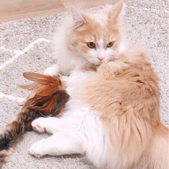 マンチカン・ロングヘアのくりくん
