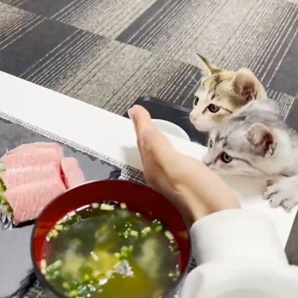 マグロが気になるととまるくん、はんみちゃん