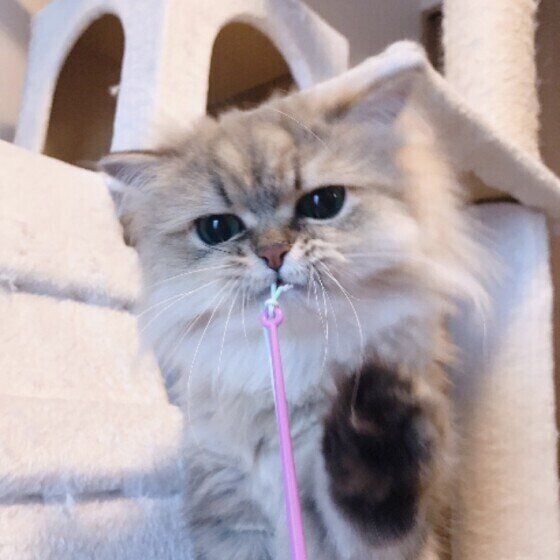 おもちゃで遊ぶペルシャ