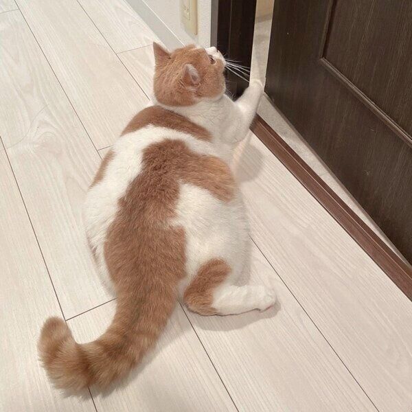 ドアを開けるのが楽しそうなかんきちくん