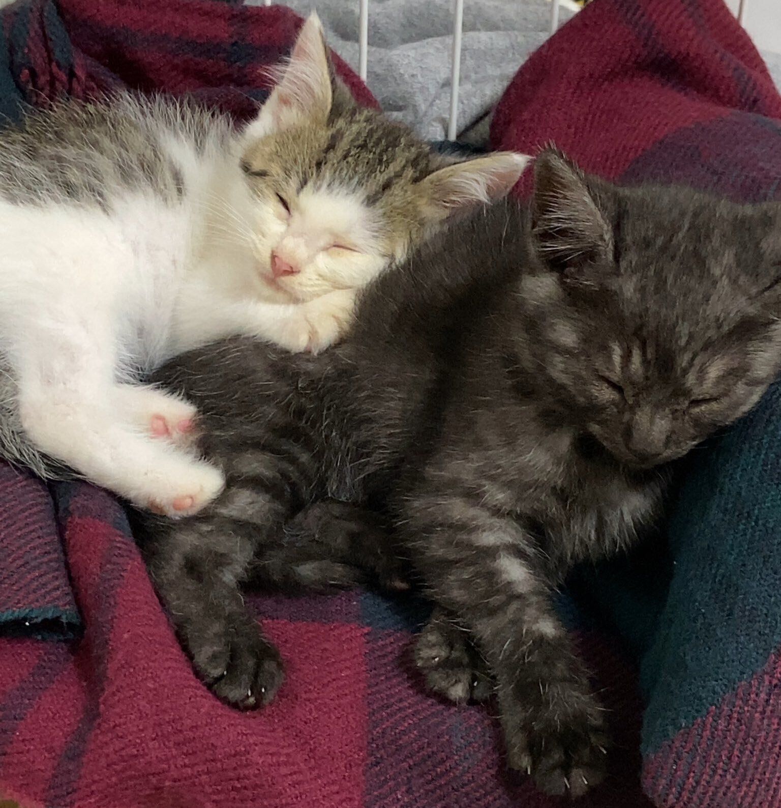 仲良く眠る2匹の子猫