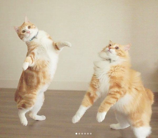 元保護猫・うりちゃんといくらちゃん