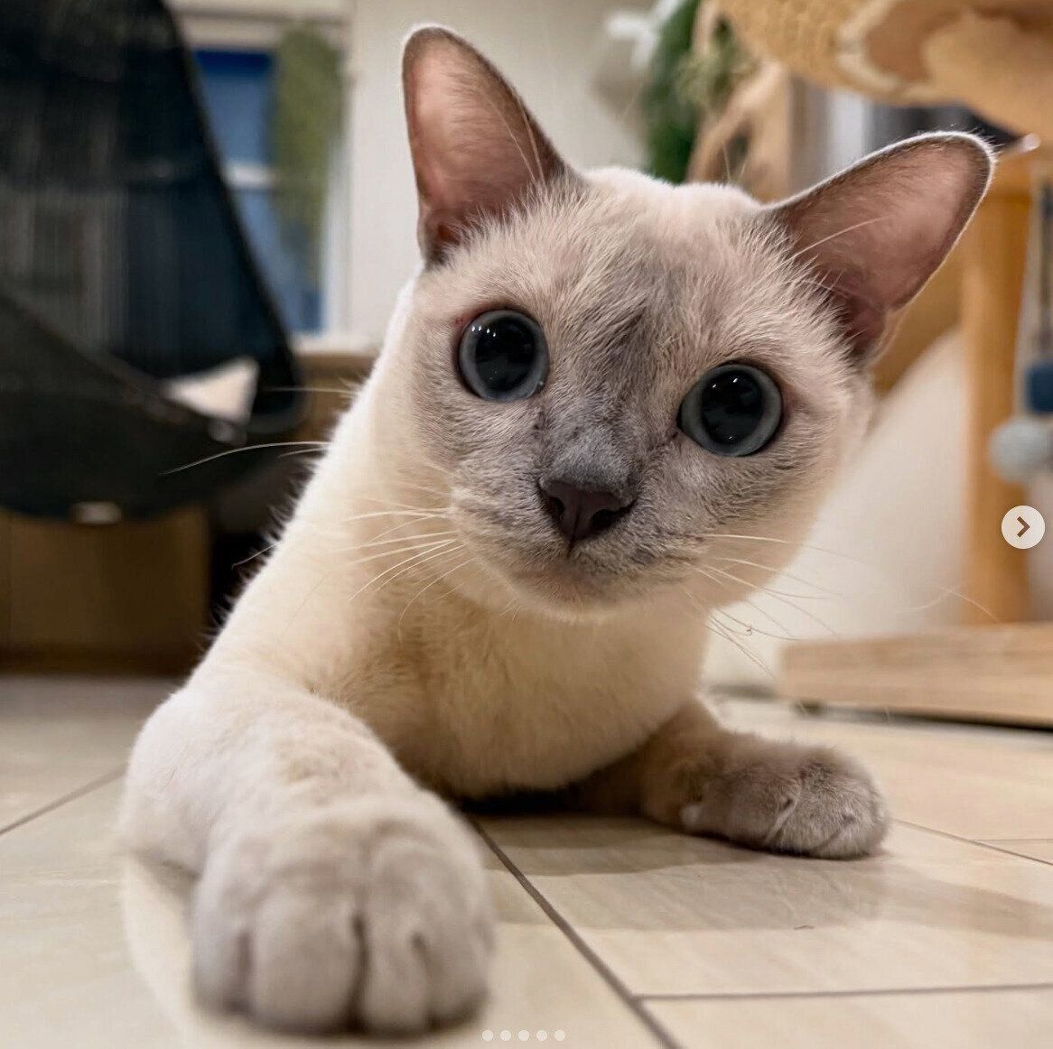 見つめるマハロくん