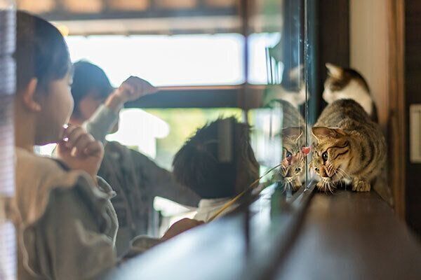 Cattonの保護猫活動