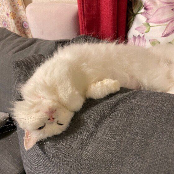 スコティッシュフォールドのまるちゃん