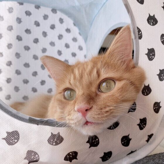 MIX茶トラのベリルくん