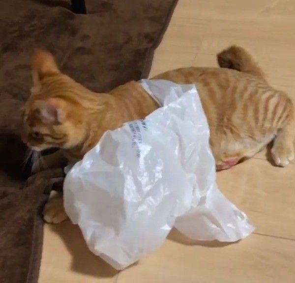 ビニール袋とたわむれる猫