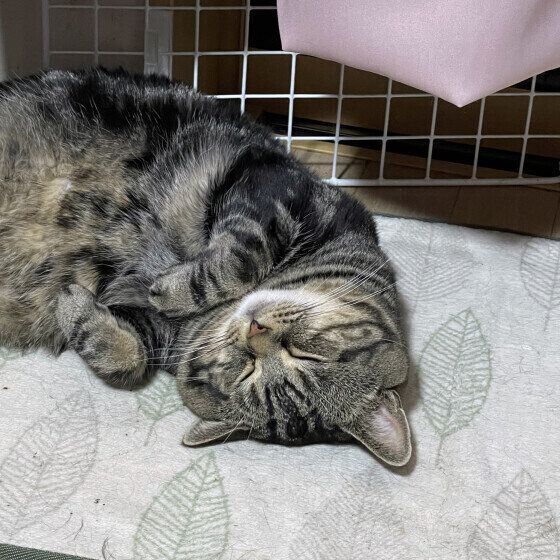 仰向けで寝るキジトラ猫