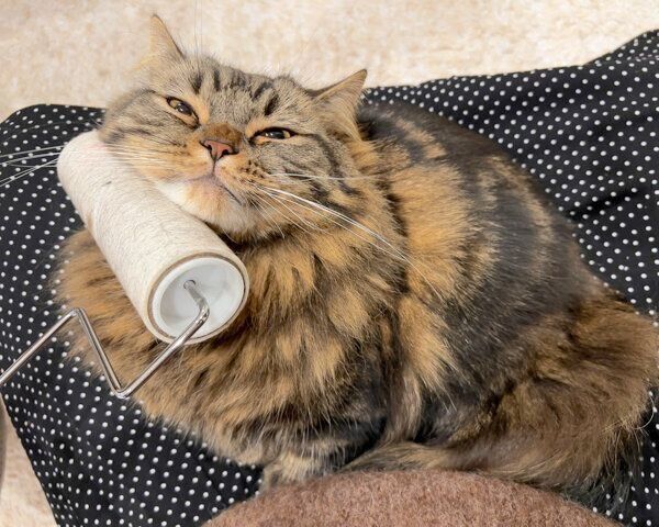 コロコロが好きなアーサーくん