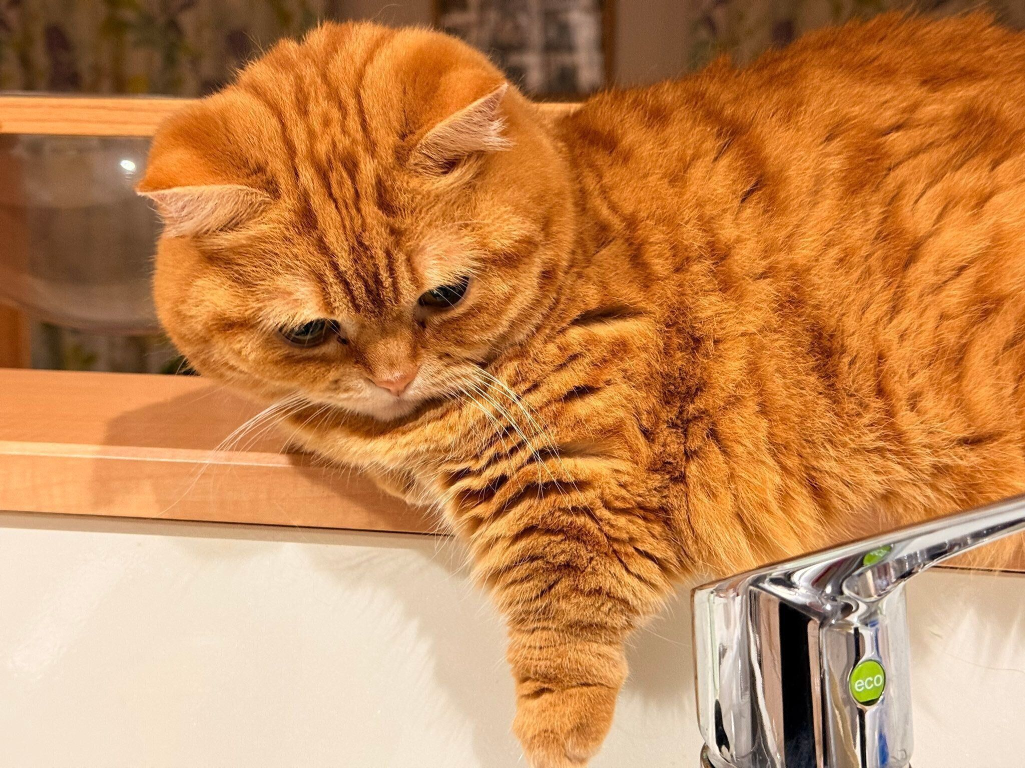 最近のぷてぃこちゃん