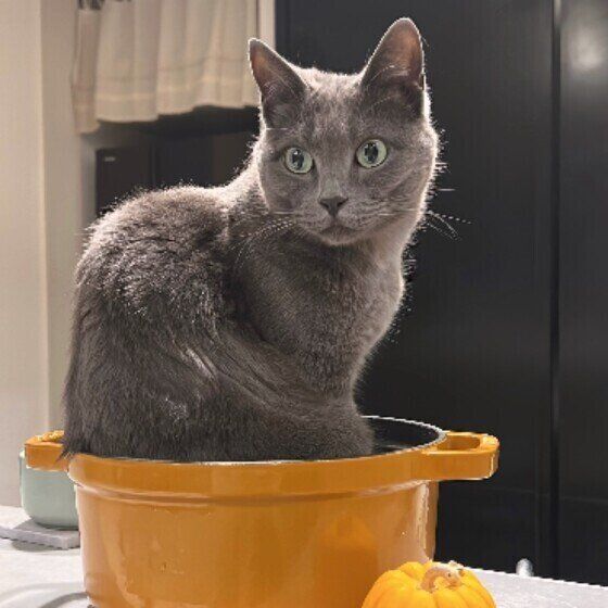 グレーのグレちゃん