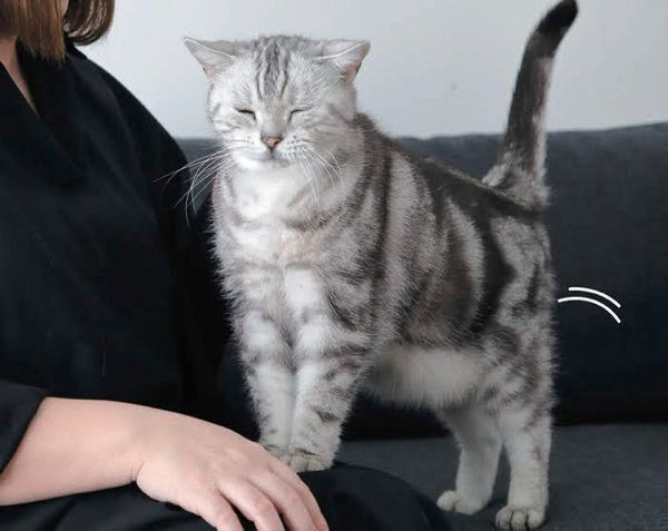 猫からのYESサインとは