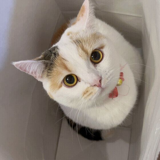 マンチカンのペロちゃん♪