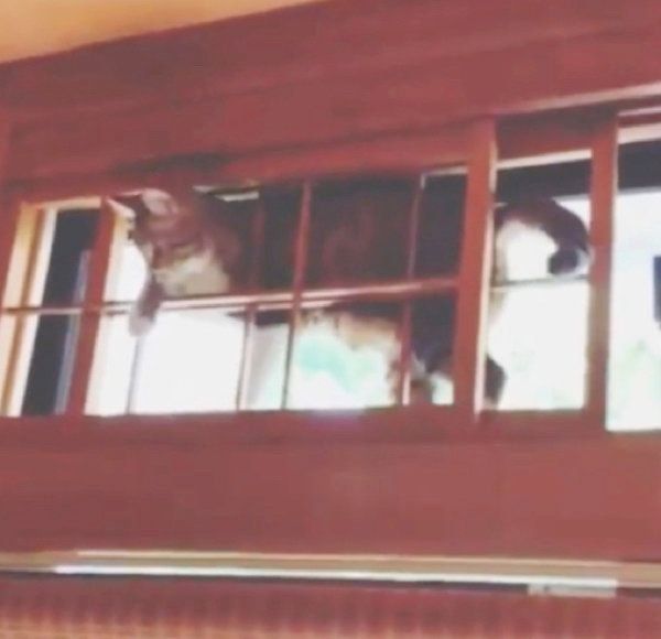 家の中を探検する猫