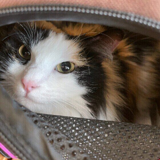 MIXミケのみぃちゃん