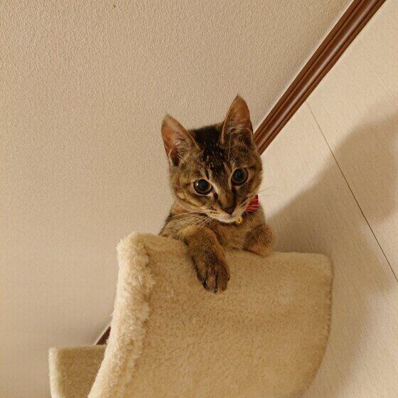 タワーにのぼるMIXの女の子