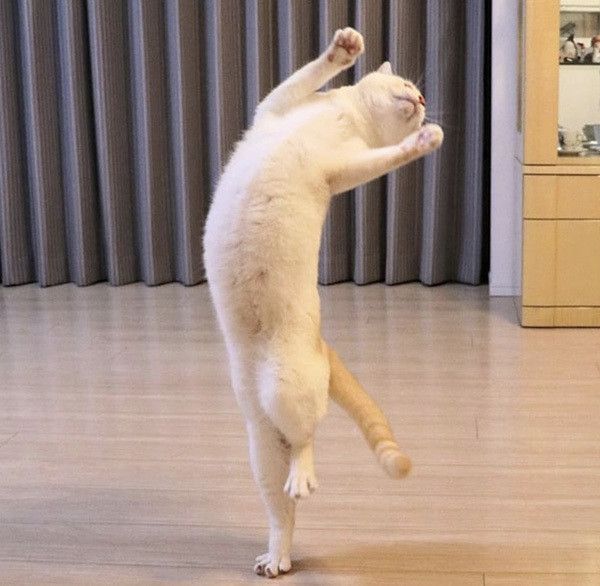 踊る猫