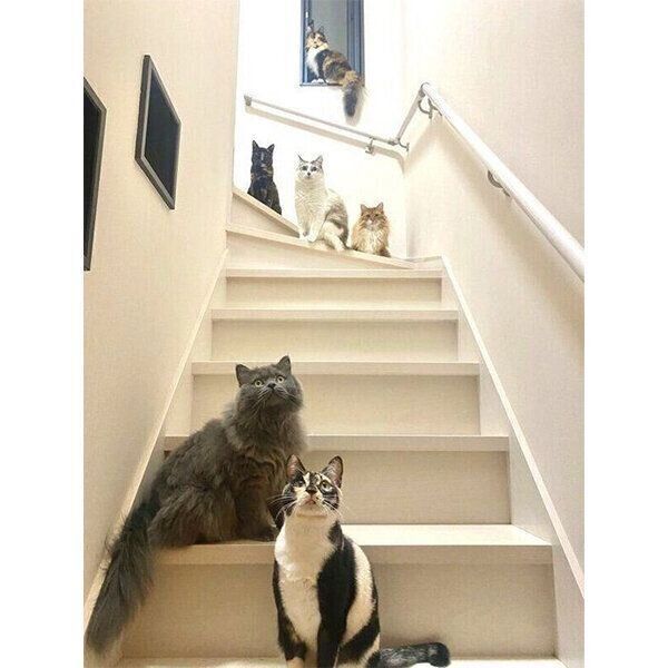 階段に集合する猫たち