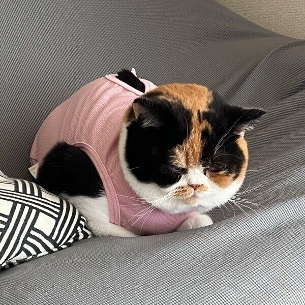 くつろぐおあげちゃん