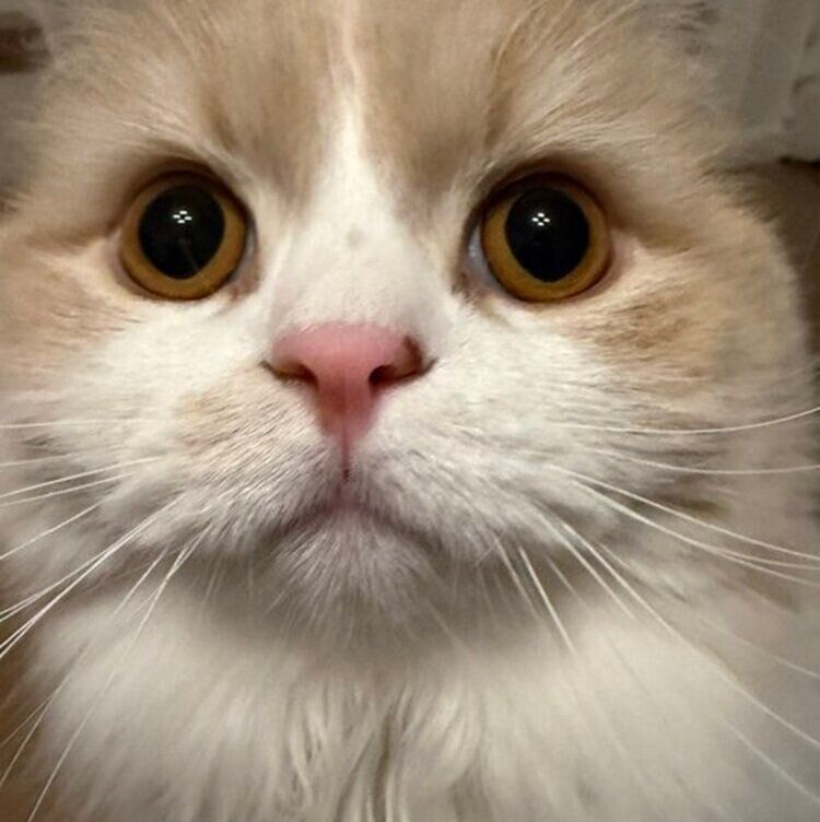 ゴハンを催促するねぎまくん