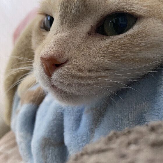 スコティッシュフォールドのみーこちゃんのあごのせ