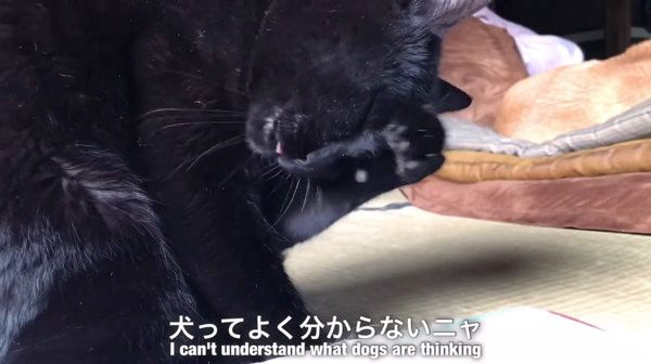 あきれるニャンコ