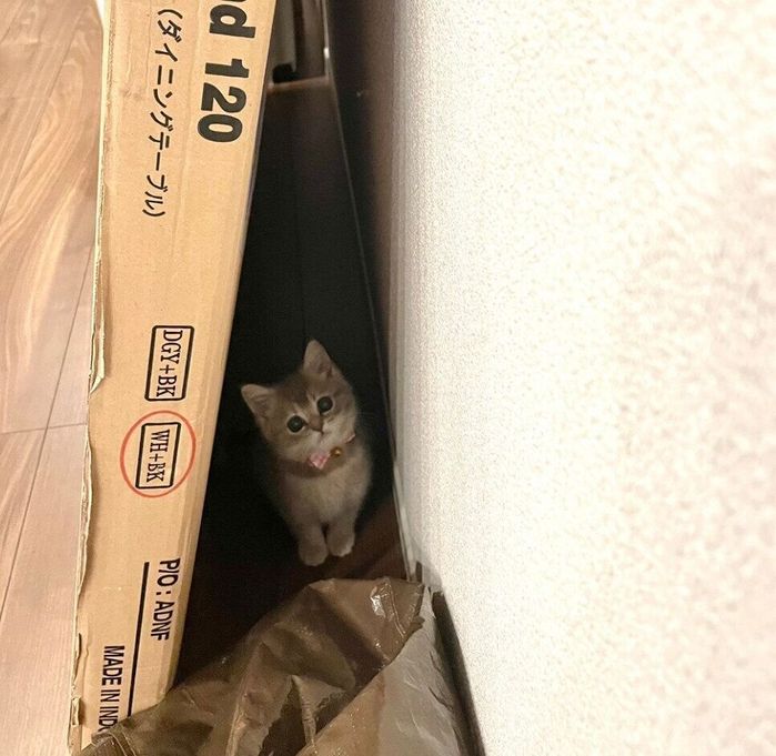 箱の裏でちんまりするおんぷちゃん