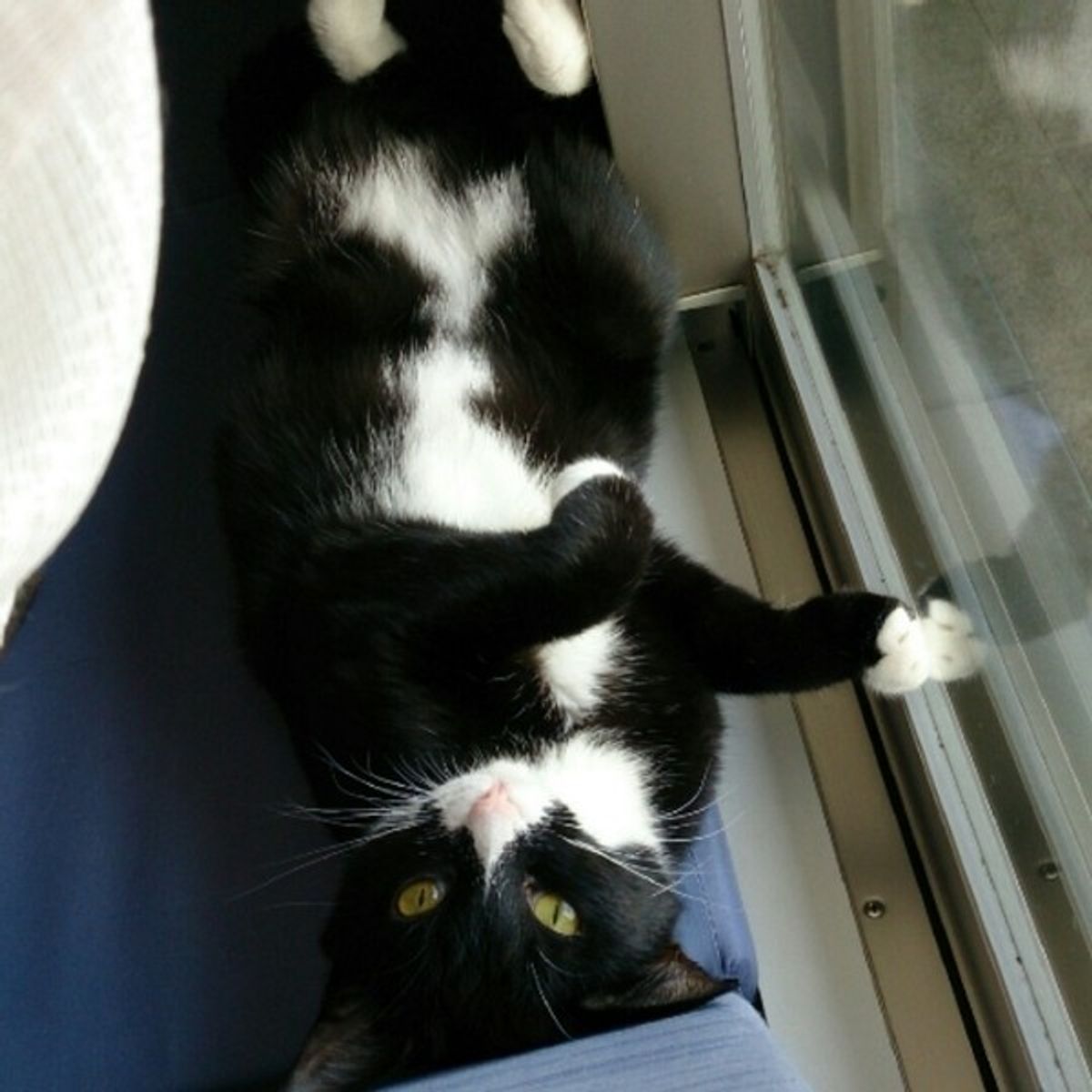 獣医師が解説 かわいい画像つき 猫が仰向けになって寝る理由 ねこのきもちweb Magazine 獣医師が解説 かわいい画像つき 猫が仰向けになって寝る理由 ねこのきもちweb Magazine