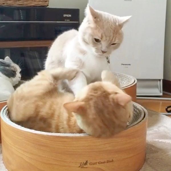 じゃれ合うココちゃんとネネちゃん