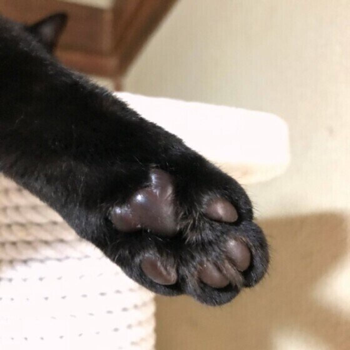 黒猫ってどんな性格 白猫と比べてわかる毛柄と性格のヒミツ ねこのきもちweb Magazine 黒猫ってどんな性格 白猫と比べてわかる毛柄と性格のヒミツ ねこのきもちweb Magazine