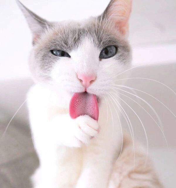 舌を出すすず香ちゃん