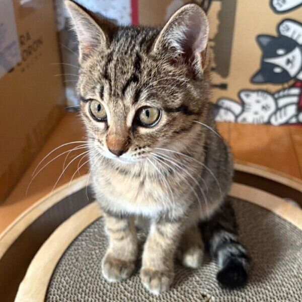 生後3カ月のラムちゃん