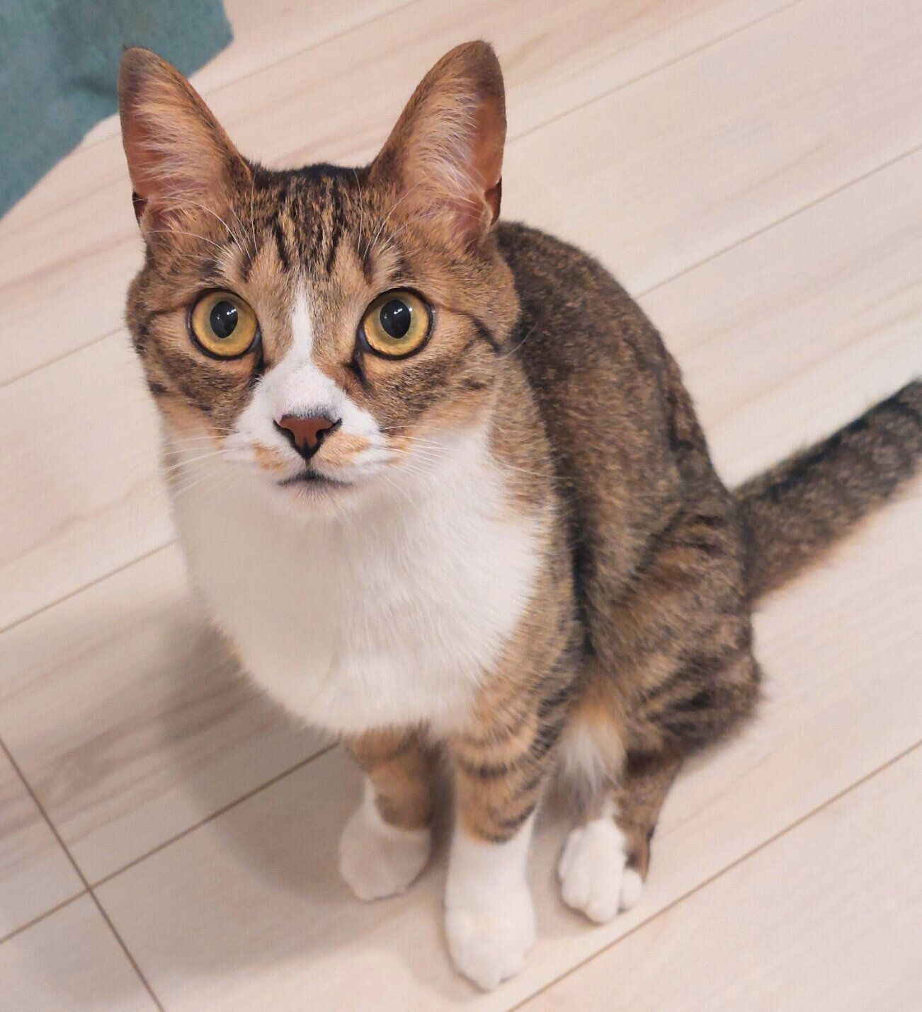 見つめるあさひくん