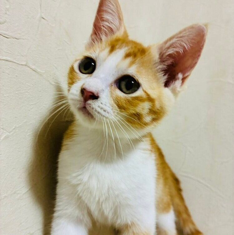 生後2カ月頃ののんちゃん