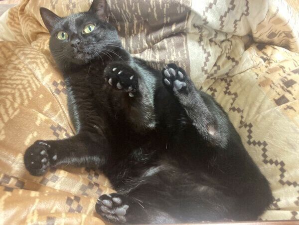 くつろぐあさりちゃん