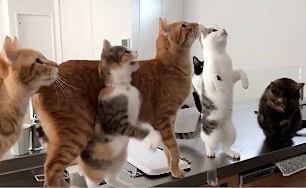 ミーアキャットみたいな猫